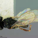 Image of Halticoptera aenea (Walker 1833)