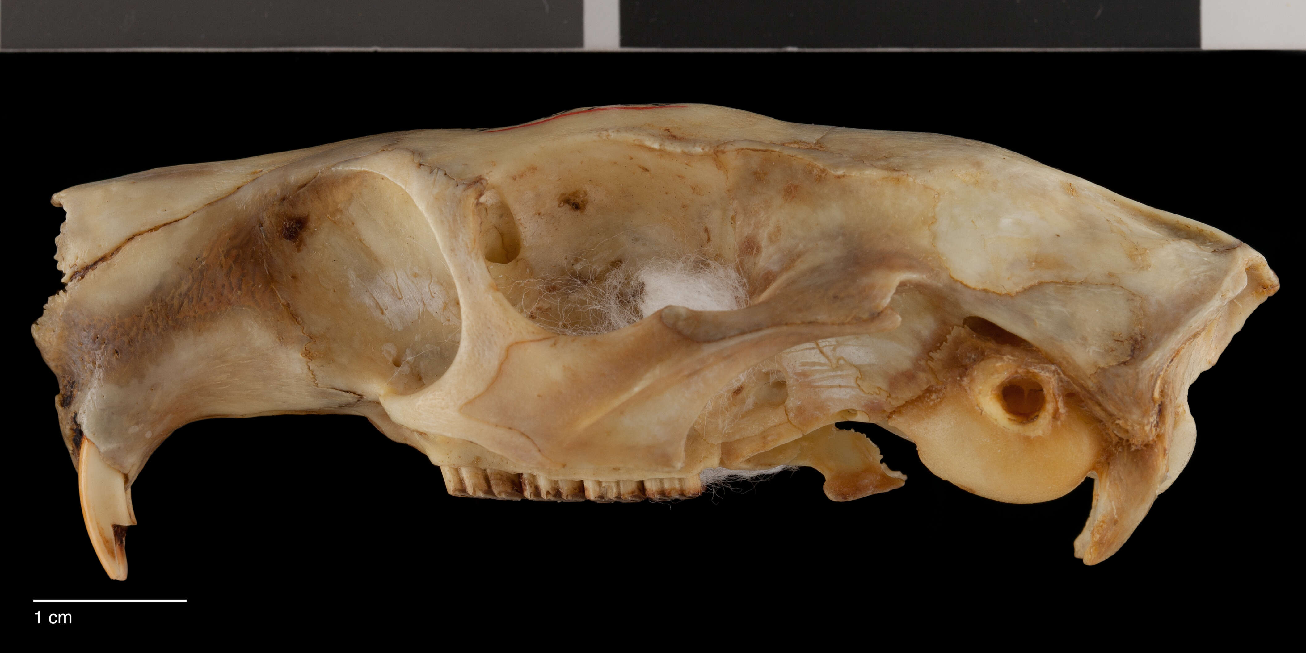 Image of Chapman's prehensile-tailed hutia