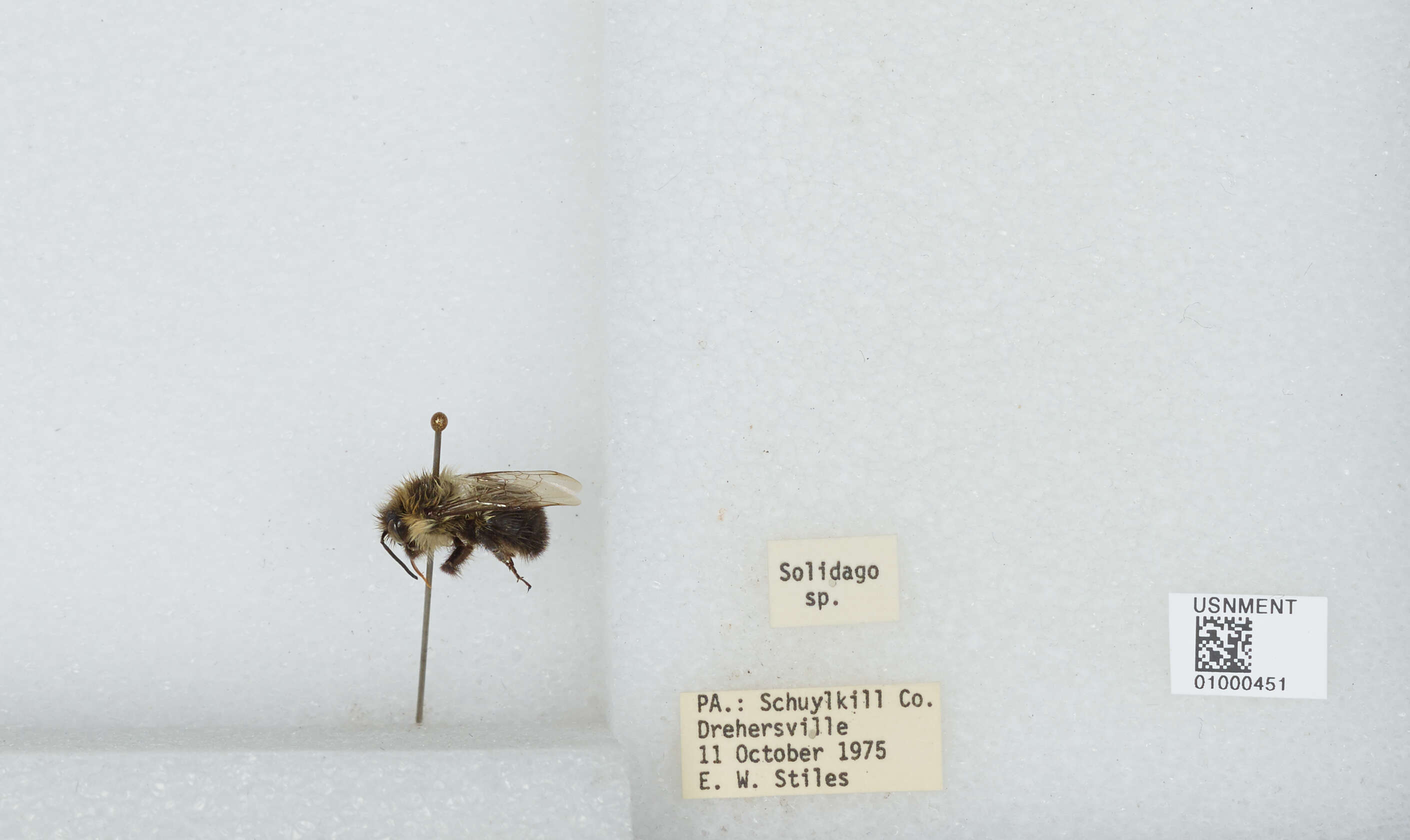 Image of Common Eastern Bumblebee