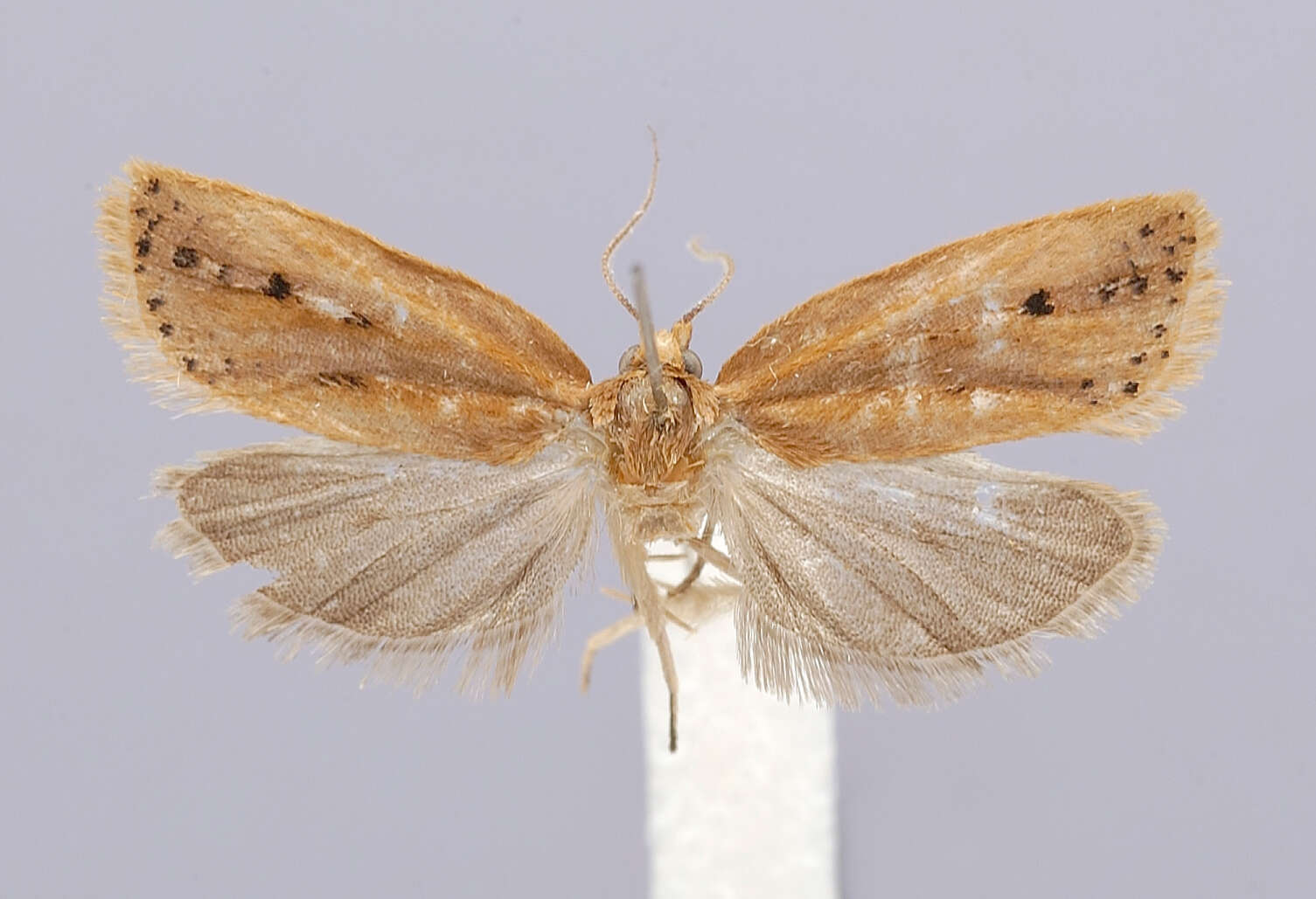 Image of Acleris Hübner