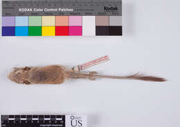 Image of San Jose Island kangaroo rat