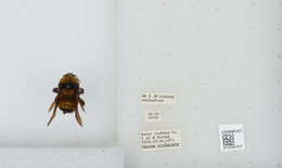 Image of Sonoran Bumble Bee