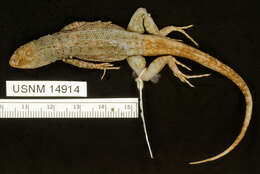 Image of Galapagos Lava Lizard