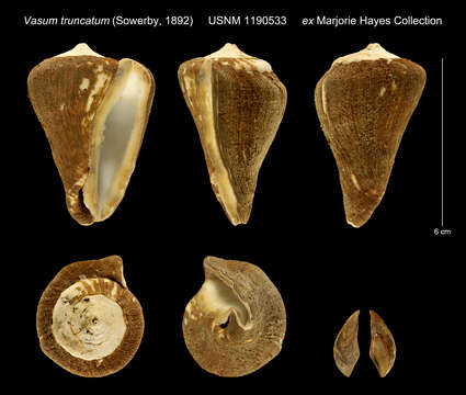 Image of Vasum truncatum (G. B. Sowerby Iii 1892)