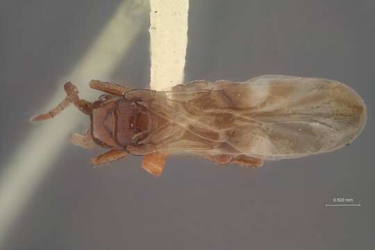 Image of Loboscelidia brunnea Fouts 1922