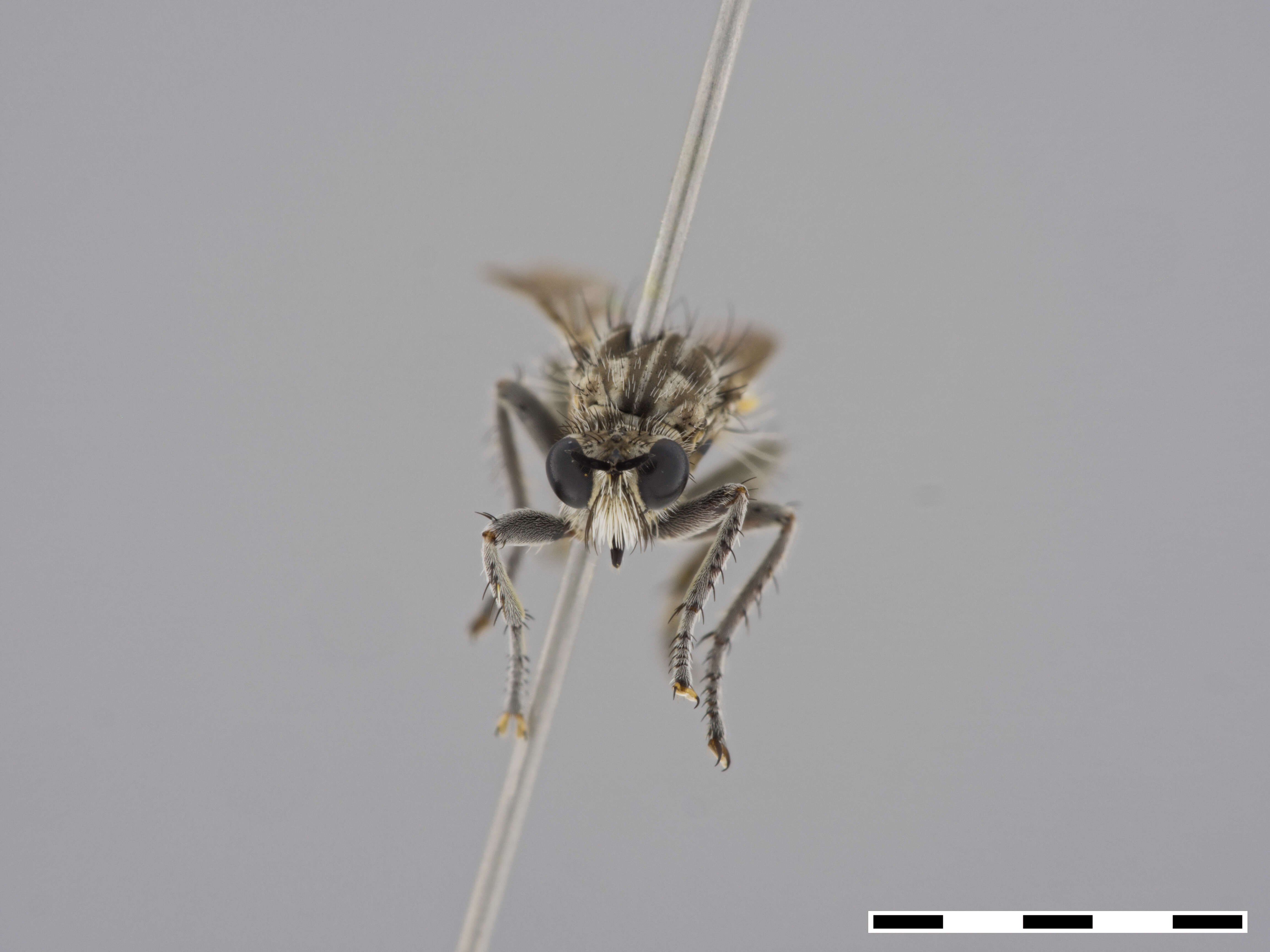 Image of Corymyia melas Londt 1994