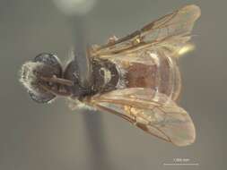 Image of Halictus