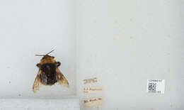 Imagem de Bombus californicus Smith 1854