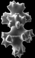 Image of Pleurocorallium niveum (Bayer 1956)