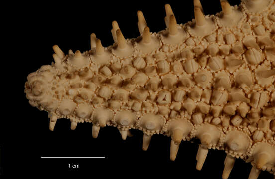 Слика од Hippasteria phrygiana (Parelius 1768)