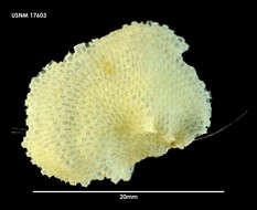 Image of Smittoidea albula Hayward & Taylor 1984