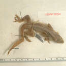 Image of Morne Constant Anole