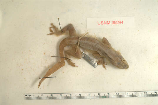 Image of Morne Constant Anole