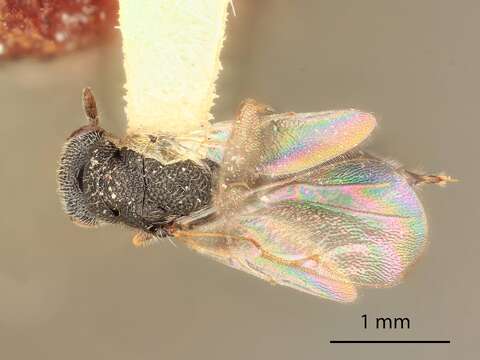 Image de Eurytoma fossae Bugbee 1967