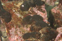 Image of Codium setchellii