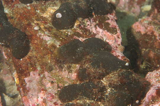 Image of Codium setchellii