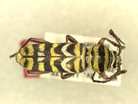 Image of Megacyllene angulifera (Casey 1912)