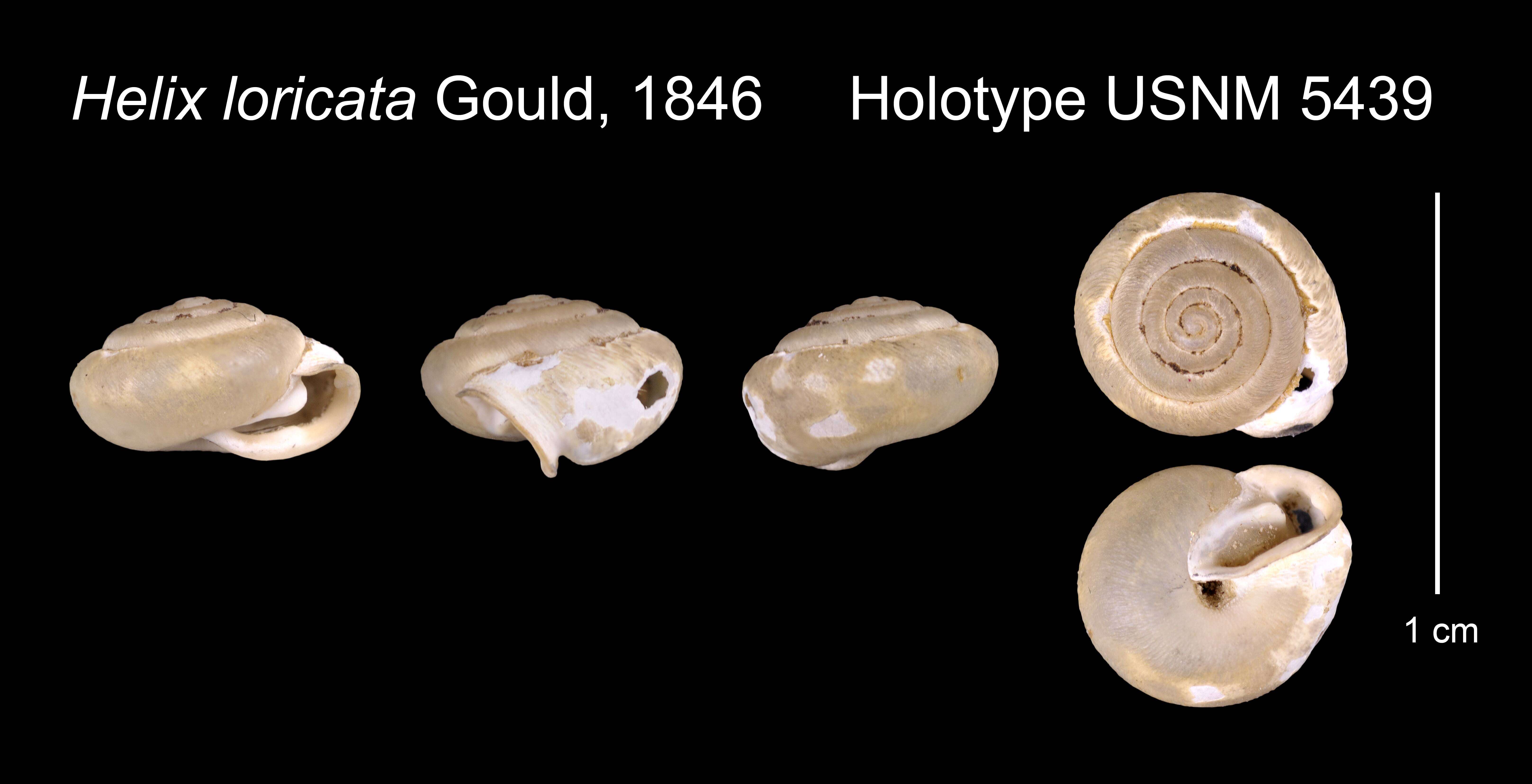 Image of <i>Helix loricata</i> Gould