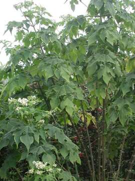 Image de Montanoa hibiscifolia (Benth.) C. Koch