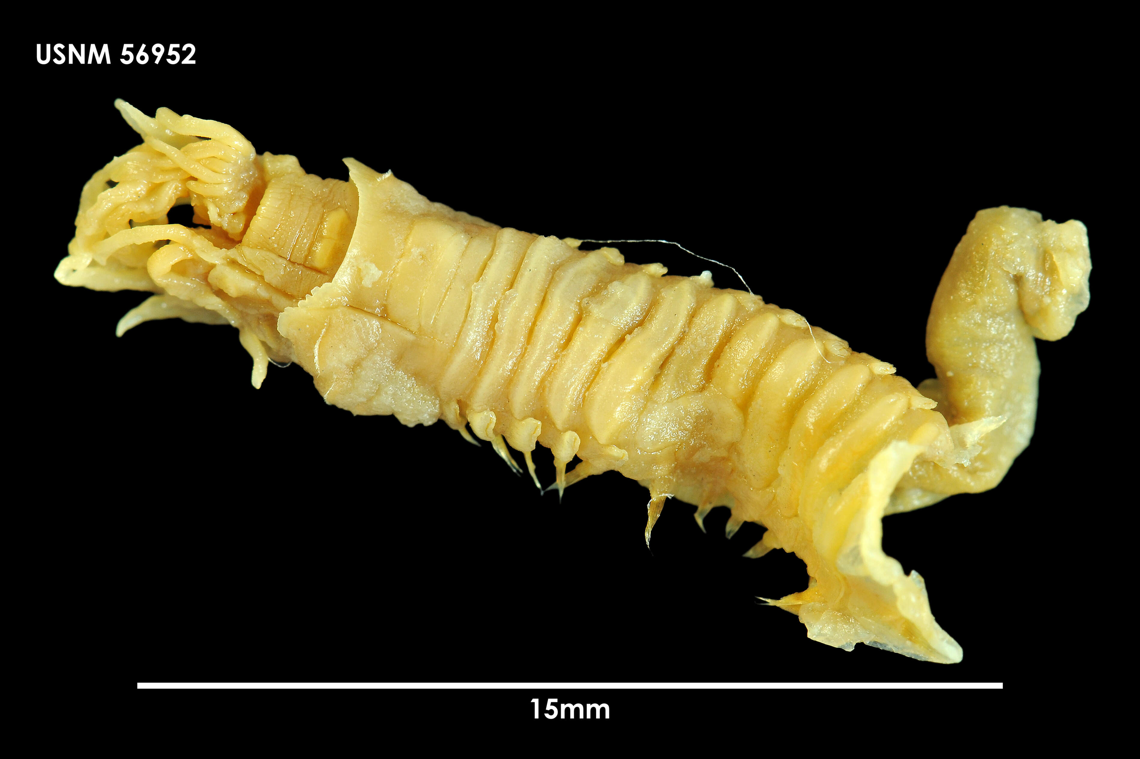 Image of Melinnopsis collaris (Hartman 1967)