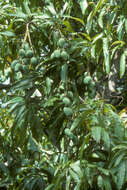 Image of Mango