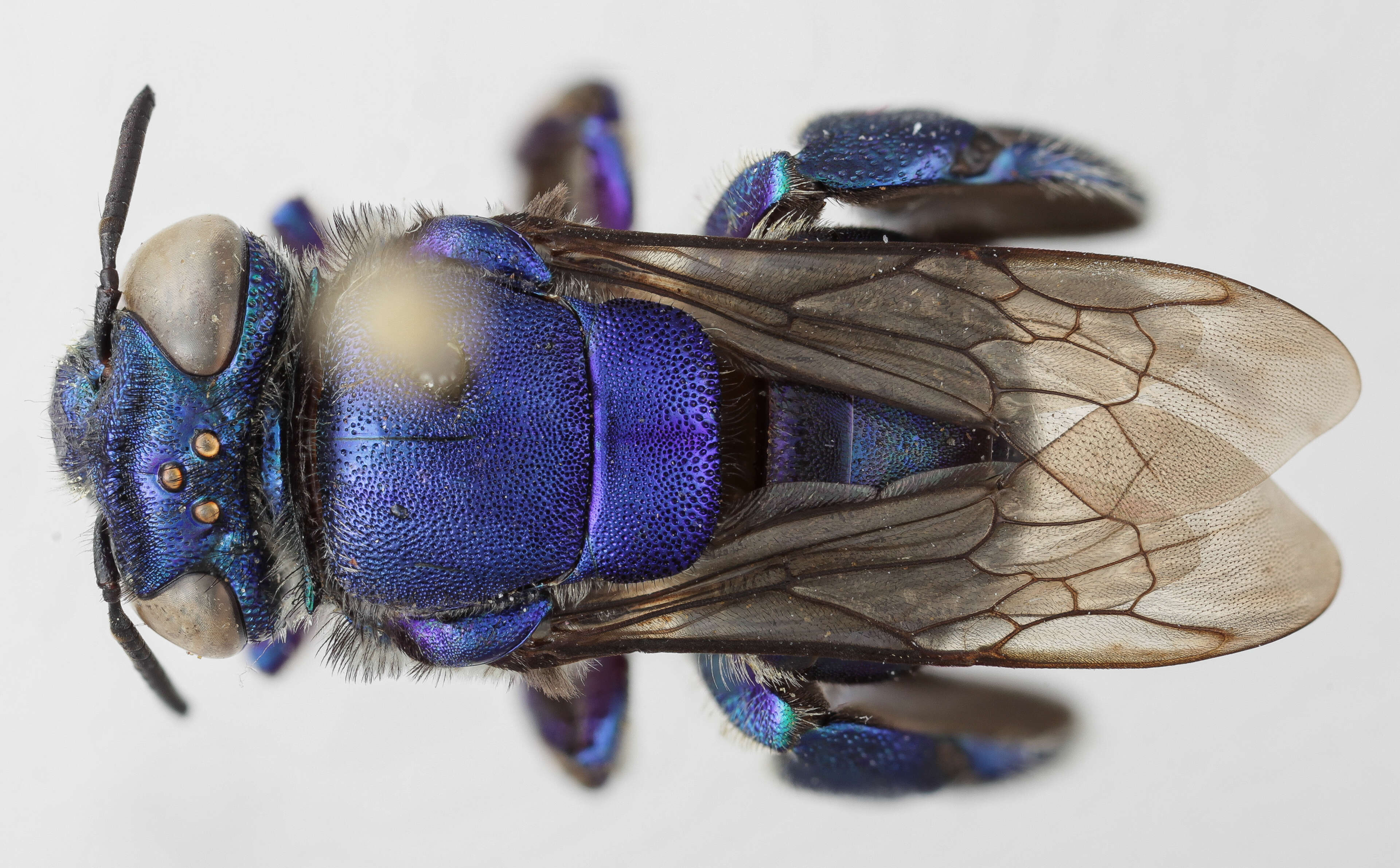 Image de Euglossa analis Westwood 1840