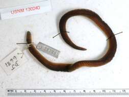 Image of Schmidt's Reed Snake