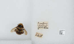 Image of Bombus jonellus (Kirby 1802)