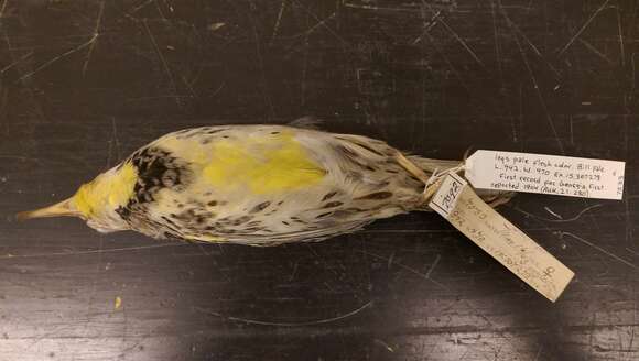 Image of Western Meadowlark