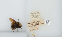 Imagem de Bombus californicus Smith 1854