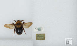 Image of Bombus campestris (Panzer 1801)