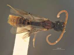 Image of Pseudisobrachium Kieffer 1904
