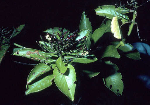 Imagem de Scaevola marquesensis Forest Brown