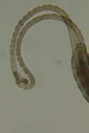 صورة Saccocirrus oahuensis Bailey-Brock, Dreyer & Brock 2003