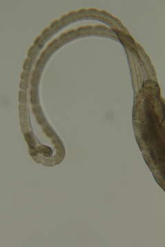 Image of Saccocirrus oahuensis Bailey-Brock, Dreyer & Brock 2003
