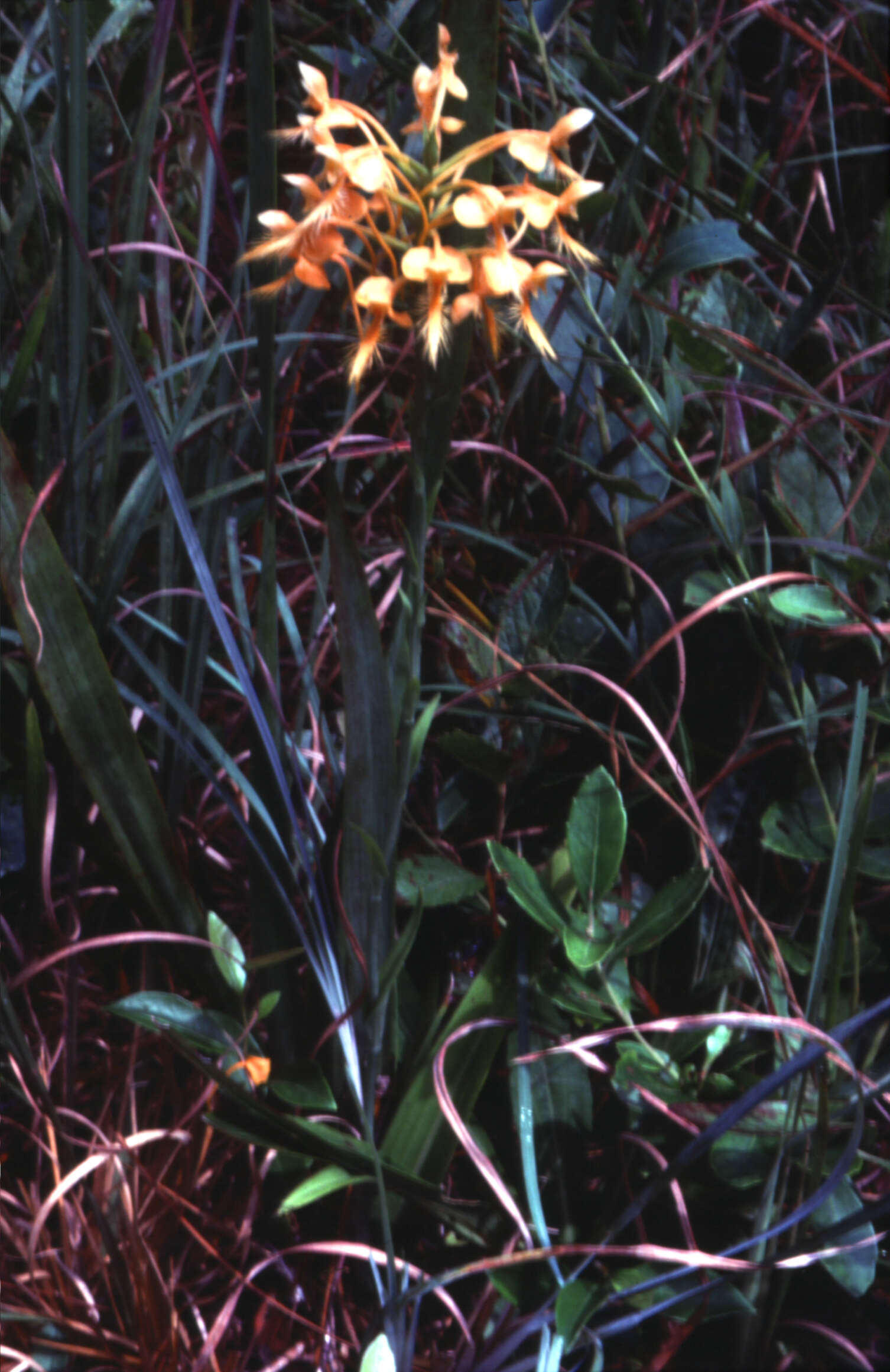 Image of Yellow fringed orchid