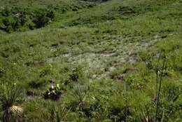 Oenothera macrocarpa subsp. fremontii (S. Wats.) W. L. Wagner resmi