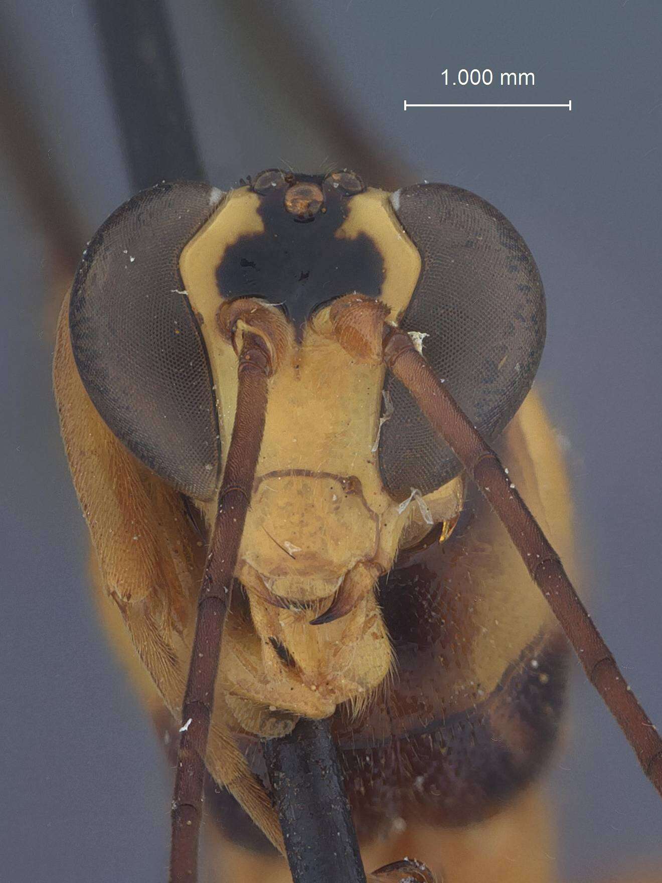 Sivun Echthromorpha agrestoria trukensis Townes 1958 kuva