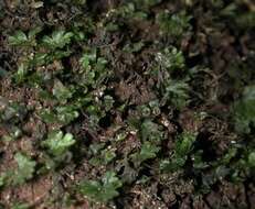 Image of tiny bristle fern