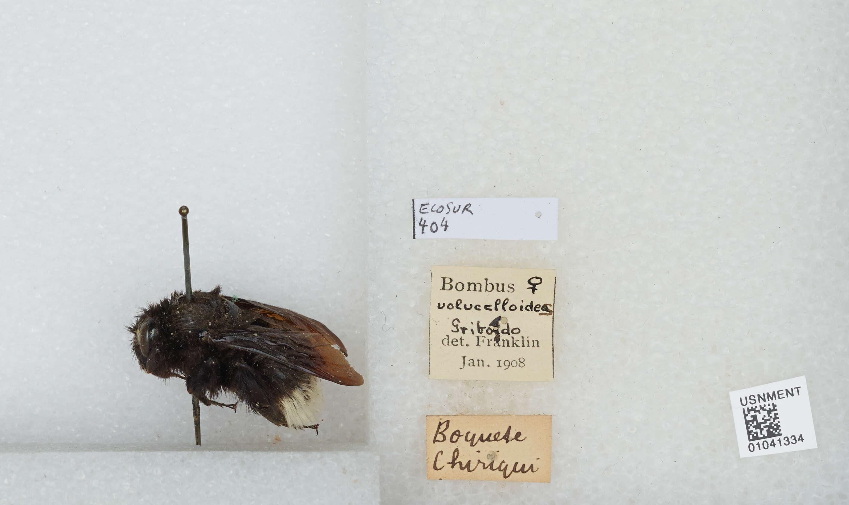 Imagem de Bombus volucelloides Gribodo 1892