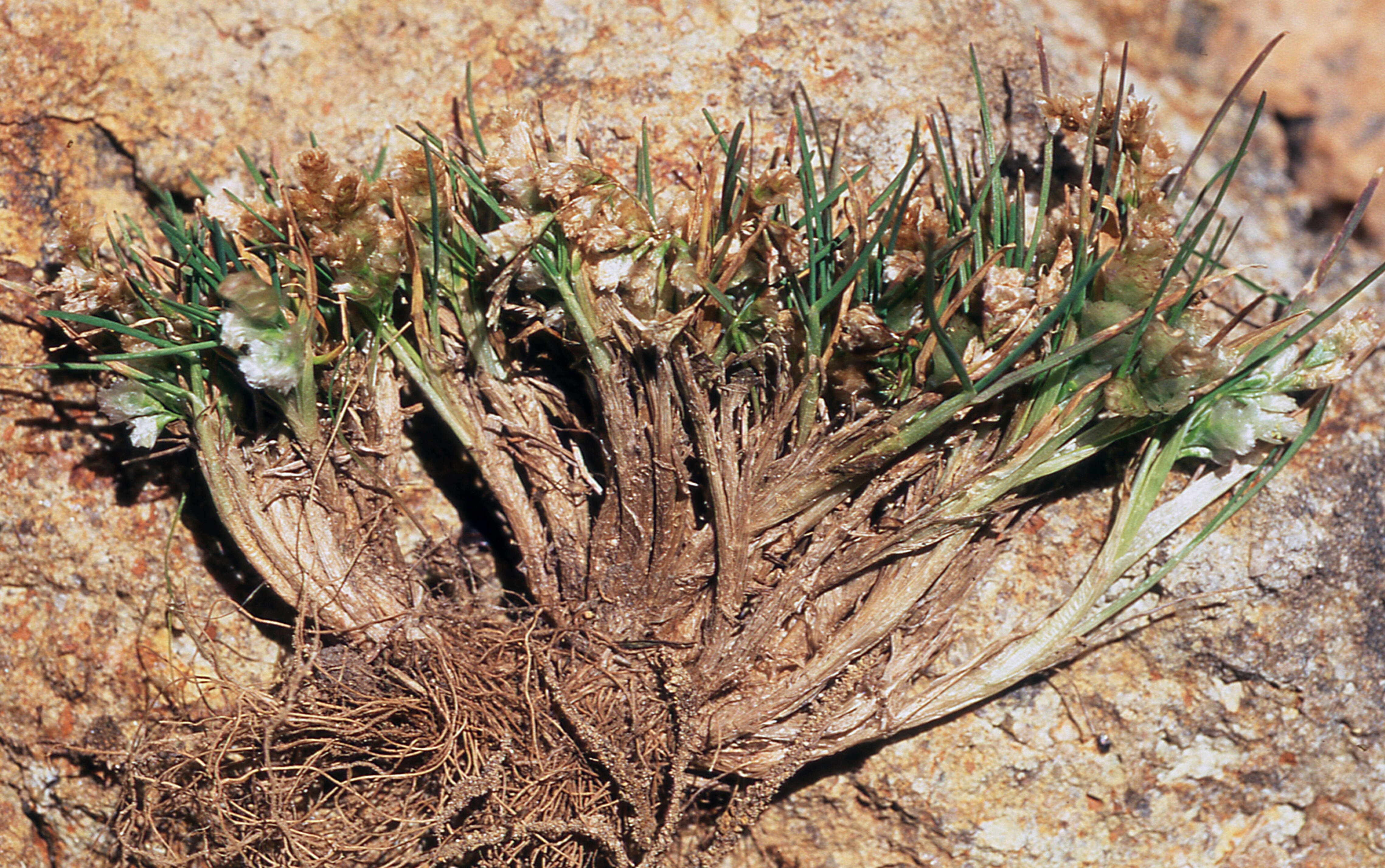 Image of Poa lepidula (Nees & Meyen) Soreng & L. J. Gillespie