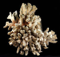 Image of <i>Pocillopora squarrosa</i> Dana 1846