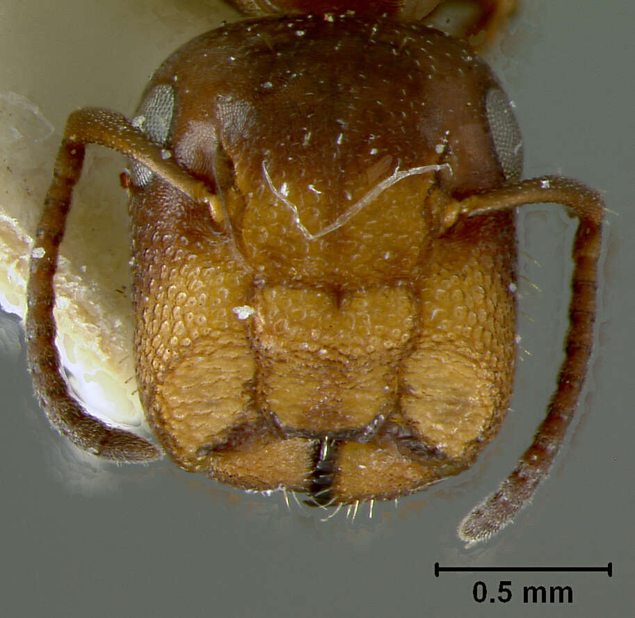 Image of Camponotus culmicola Wheeler 1905