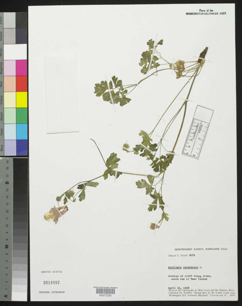 Image de Aquilegia canadensis L.