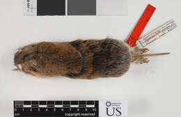 Image of Thomomys bottae minimus Durrant 1939