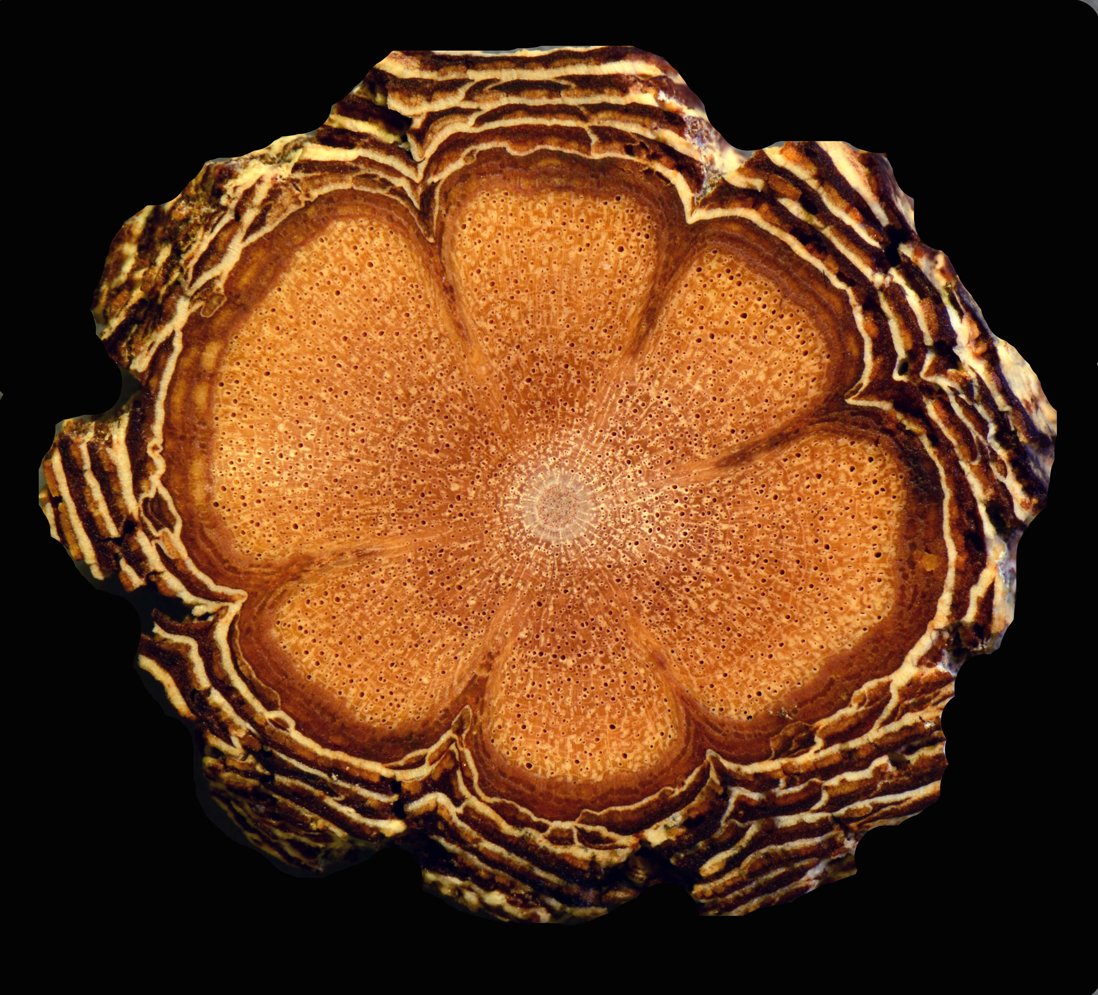 Image of Peixotoa adenopoda C. Anderson