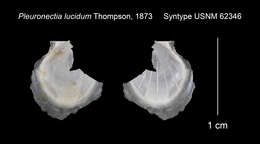 Plancia ëd Propeamussium lucidum (Jeffreys ex Wyville-Thomson 1873)