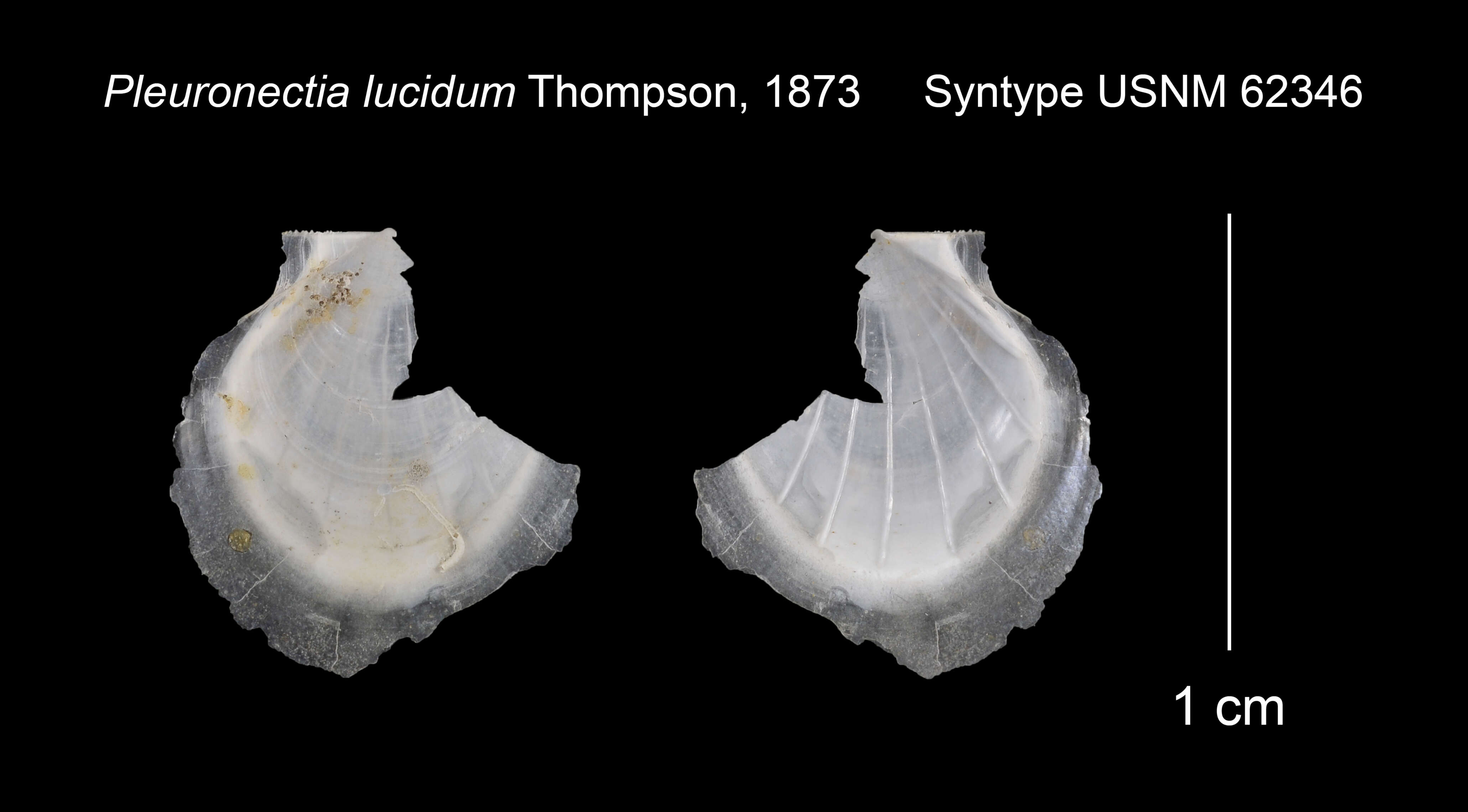 Слика од Propeamussium lucidum (Jeffreys ex Wyville-Thomson 1873)
