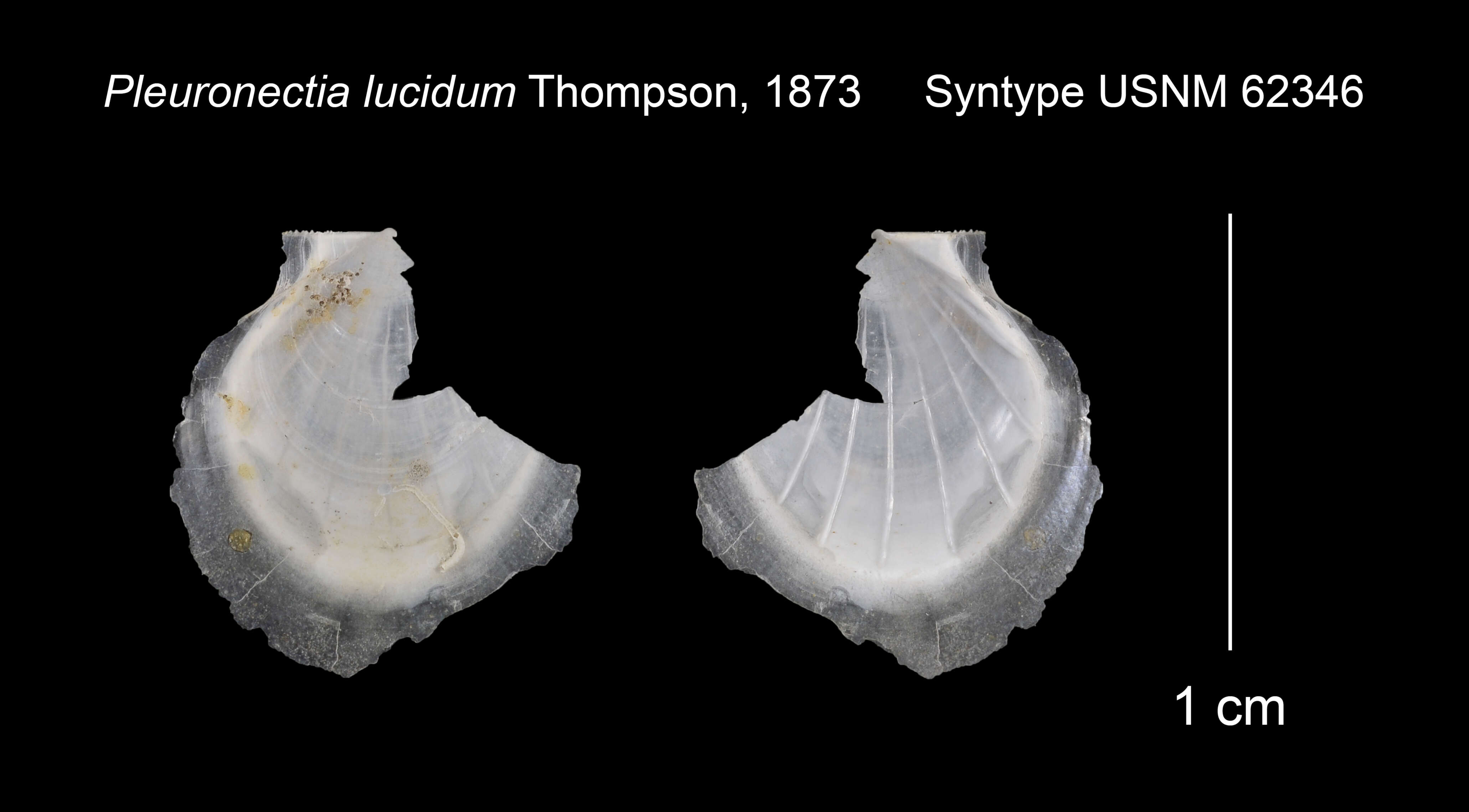 Plancia ëd Propeamussium lucidum (Jeffreys ex Wyville-Thomson 1873)