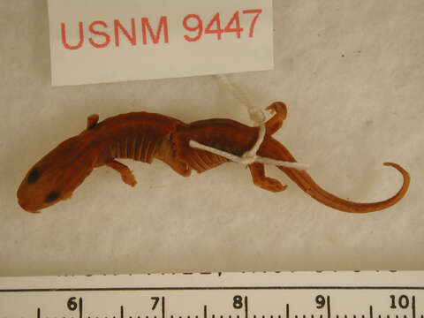 Image of Arboreal Salamander